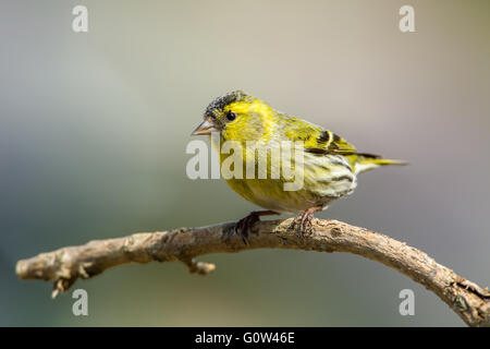 Männliche Erlenzeisig Zuchtjahr Spinus sitzend auf Ast Stockfoto