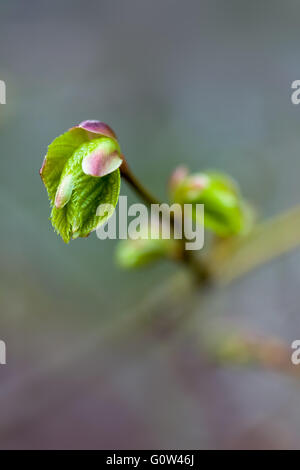Buche Fagus Sylvatica Blatt Knospen öffnen, um neue Blätter zeigen Stockfoto