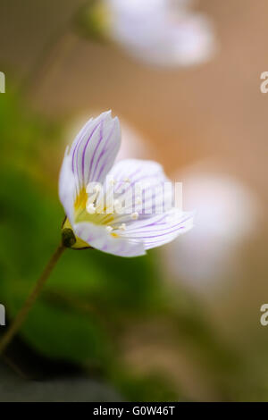 Sauerklee Oxalis Acetosella Blume Stockfoto