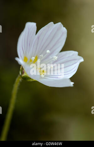 Sauerklee Oxalis Acetosella Blume Stockfoto