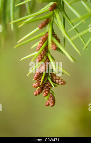 Europäische Lärche-Larix Decidua, Nadeln mit der Kegel zu bilden beginnen Stockfoto