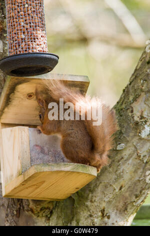 Männlichen Eichhörnchen Sciurus Vulgaris, Haselnüsse von Spezialist Eichhörnchen feeder Stockfoto