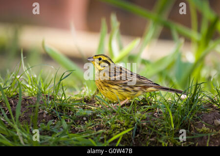 Weibliche Goldammer Emberiza Citrinella Fütterung auf Boden Stockfoto