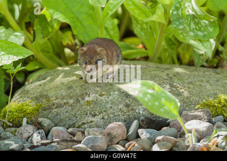 Bank Wühlmaus Clethrionomys Glareolus stehend auf einem Felsen bergende unter Pflanzen Stockfoto