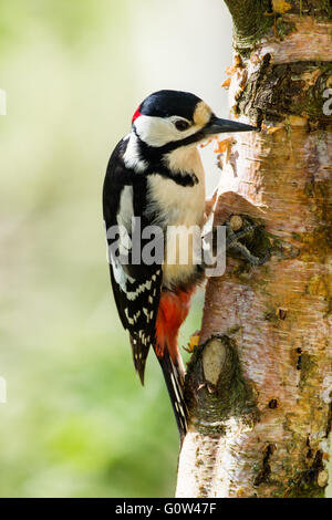 Männlicher Buntspecht, große Dendrocopos auf Birke Stockfoto