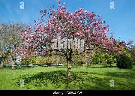 Spring Blossom am Stadtpark Arboretum in Nottingham, Nottinghamshire, England UK Stockfoto