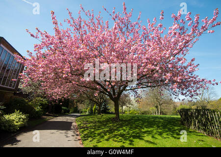 Spring Blossom am Stadtpark Arboretum in Nottingham, Nottinghamshire, England UK Stockfoto