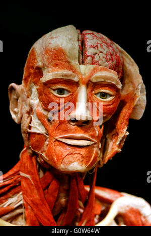 Impressionen - Eroeffnung des "Menschen Museen" Mit Plastinaten von Menschlichen Koerpern, Alexanderplatz, 17. Februar 2015, werden Stockfoto