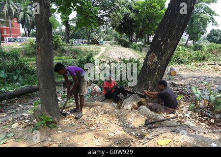 Man schneidet ein Baum in Dhaka, Bangladesh, 04. Mai 2016. Stockfoto