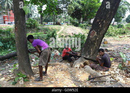 Man schneidet ein Baum in Dhaka, Bangladesh, 04. Mai 2016. Stockfoto