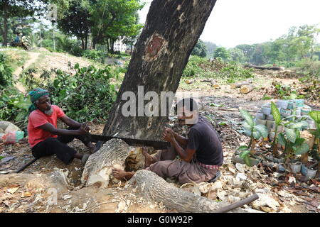 Man schneidet ein Baum in Dhaka, Bangladesh, 04. Mai 2016. Stockfoto