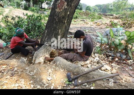 Man schneidet ein Baum in Dhaka, Bangladesh, 04. Mai 2016. Stockfoto