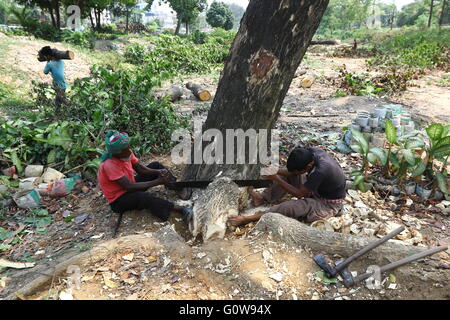 Man schneidet ein Baum in Dhaka, Bangladesh, 04. Mai 2016. Stockfoto