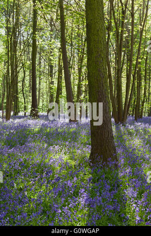 Scunthorpe, North Lincolnshire, UK. 5. Mai 2016. UK-Wetter: Glockenblumen in Brumby Wood, Scunthorpe, an einem sonnigen Frühlingsmorgen. Bildnachweis: LEE BEEL/Alamy Live-Nachrichten Stockfoto