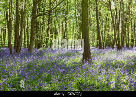 Scunthorpe, North Lincolnshire, UK. 5. Mai 2016. UK-Wetter: Glockenblumen in Brumby Wood, Scunthorpe, an einem sonnigen Frühlingsmorgen. Bildnachweis: LEE BEEL/Alamy Live-Nachrichten Stockfoto