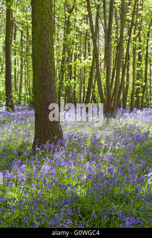 Scunthorpe, North Lincolnshire, UK. 5. Mai 2016. UK-Wetter: Glockenblumen in Brumby Wood, Scunthorpe, an einem sonnigen Frühlingsmorgen. Bildnachweis: LEE BEEL/Alamy Live-Nachrichten Stockfoto