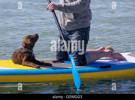 Fehmarn, Deutschland. 5. Mai 2016. Ein Hund ist an Bord einer Sufboard in der Ostsee in Fehmarn, Deutschland, 5. Mai 2016. Auf der deutschen Insel Fehmarn ist ein Surf-Festival jetzt im Gange. Foto: AXEL HEIMKEN/DPA/Alamy Live-Nachrichten Stockfoto