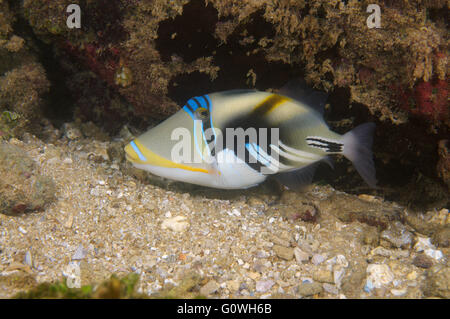 3. März 2016 - Balken-Drückerfisch, Picasso Drückerfische, Picassofish, Jamal oder Lagune Drückerfisch (Rhinecanthus Aculeatus) Indischer Ozean, Hikkaduwa, Sri Lanka, Südasien © Andrey Nekrassow/ZUMA Wire/ZUMAPRESS.com/Alamy Live-Nachrichten Stockfoto