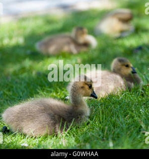 London, UK. 5. Mai 2016. Eine Familie mit zwei Wochen alten Kanadagans Gänsel in Northwood, North West London, wird von aufmerksamen Eltern bewacht, wie sie in der Sonne auf der wärmste Tag des Jahres so weit Aalen. Bildnachweis: Stephen Chung/Alamy Live-Nachrichten Stockfoto