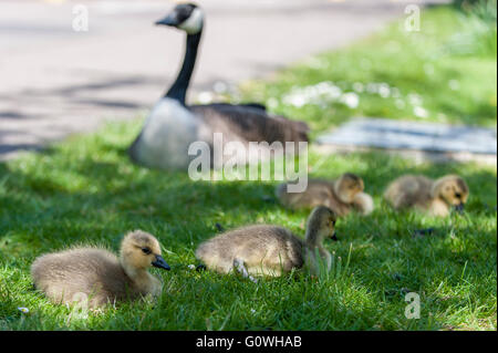 London, UK. 5. Mai 2016. Eine Familie mit zwei Wochen alten Kanadagans Gänsel in Northwood, North West London, wird von aufmerksamen Eltern bewacht, wie sie in der Sonne auf der wärmste Tag des Jahres so weit Aalen. Bildnachweis: Stephen Chung/Alamy Live-Nachrichten Stockfoto