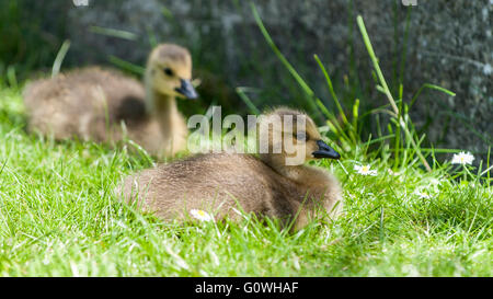 London, UK. 5. Mai 2016. Eine Familie mit zwei Wochen alten Kanadagans Gänsel in Northwood, North West London, wird von aufmerksamen Eltern bewacht, wie sie in der Sonne auf der wärmste Tag des Jahres so weit Aalen. Bildnachweis: Stephen Chung/Alamy Live-Nachrichten Stockfoto