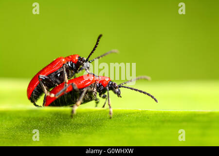 Leeds, West Yorkshire, Großbritannien. 5. Mai 2016. UK-Wetter: Scarlet Lily, die Käfer (Lilioceris Lilii) in der Regel an sonnigen Tagen im März / April entstehen - scheint es in diesem Jahr sind sie ein wenig später und heutigen warmes sonniges Wetter mit Temperaturen um 20 Grad Celsius hat sie in der Stimmung für die Liebe. Der scharlachrote Lilie Käfer ist ein Schädling von Lilien und Fritillaria Essen Blatt und in den letzten drei Jahrzehnten mittlerweile weit verbreiteten Schädling im Vereinigten Königreich, so viel, dass der Royal Horticultural Society haben einen schnellen Überblick auf ihrer Website zu Recoerd Sichtungen. Bildnachweis: Andrew Gardner/Alamy Live-Nachrichten Stockfoto