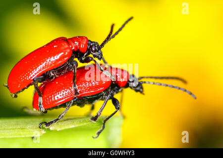 Leeds, West Yorkshire, Großbritannien. 5. Mai 2016. UK-Wetter: Scarlet Lily, die Käfer (Lilioceris Lilii) in der Regel an sonnigen Tagen im März / April entstehen - scheint es in diesem Jahr sind sie ein wenig später und heutigen warmes sonniges Wetter mit Temperaturen um 20 Grad Celsius hat sie in der Stimmung für die Liebe. Der scharlachrote Lilie Käfer ist ein Schädling von Lilien und Fritillaria Essen Blatt und in den letzten drei Jahrzehnten mittlerweile weit verbreiteten Schädling im Vereinigten Königreich, so viel, dass der Royal Horticultural Society haben einen schnellen Überblick auf ihrer Website zu Recoerd Sichtungen. Bildnachweis: Andrew Gardner/Alamy Live-Nachrichten Stockfoto