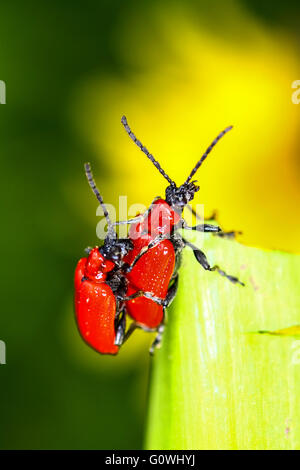 Leeds, West Yorkshire, Großbritannien. 5. Mai 2016. UK-Wetter: Scarlet Lily, die Käfer (Lilioceris Lilii) in der Regel an sonnigen Tagen im März / April entstehen - scheint es in diesem Jahr sind sie ein wenig später und heutigen warmes sonniges Wetter mit Temperaturen um 20 Grad Celsius hat sie in der Stimmung für die Liebe. Der scharlachrote Lilie Käfer ist ein Schädling von Lilien und Fritillaria Essen Blatt und in den letzten drei Jahrzehnten mittlerweile weit verbreiteten Schädling im Vereinigten Königreich, so viel, dass der Royal Horticultural Society haben einen schnellen Überblick auf ihrer Website zu Recoerd Sichtungen. Bildnachweis: Andrew Gardner/Alamy Live-Nachrichten Stockfoto