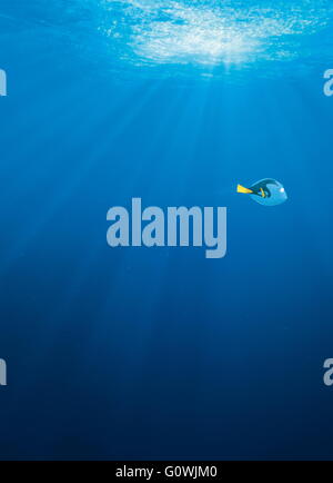 Veröffentlichungsdatum: 17. Juni 2016 Titel: Suche nach Dory STUDIO: Pixar Animation DIRECTOR: Andrew Stanton, Angus MacLane Grundstück: freundlich aber vergesslich blue Tang Fisch vereint mit ihren lieben und jeder lernt ein paar Dinge über die wahre Bedeutung der Familie auf dem Weg Bild: Ellen DeGeneres als Dory (Stimme) (Credit: C Pixar/Unterhaltung Bilder /) Stockfoto