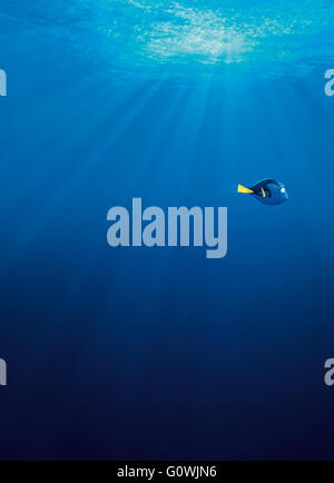 Veröffentlichungsdatum: 17. Juni 2016 Titel: Suche nach Dory STUDIO: Pixar Animation DIRECTOR: Andrew Stanton, Angus MacLane Grundstück: freundlich aber vergesslich blue Tang Fisch vereint mit ihren lieben und jeder lernt ein paar Dinge über die wahre Bedeutung der Familie auf dem Weg Bild: Ellen DeGeneres als Dory (Stimme) (Credit: C Pixar/Unterhaltung Bilder /) Stockfoto