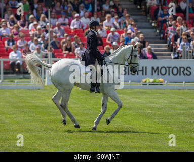 Badminton House, Badminton, UK. 5. Mai 2016. Mitsubishi Motors Badminton Horse Trials. Zweiter Tag. Olivia Wilmot (GBR) Reiten ‘Cool Dancer' während des Dressur Bestandteils der Mitsubishi Motors Badminton Horse Trials. Bildnachweis: Aktion Plus Sport/Alamy Live-Nachrichten Stockfoto