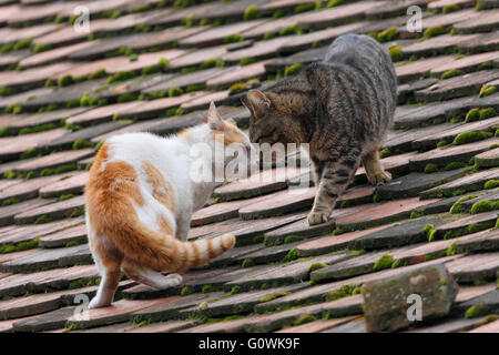 Zwei Katzen-Kampf auf dem Dach Stockfoto