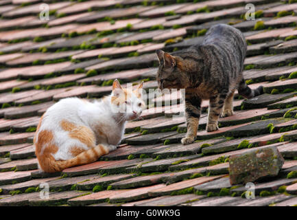 Zwei Katzen-Kampf auf dem Dach Stockfoto