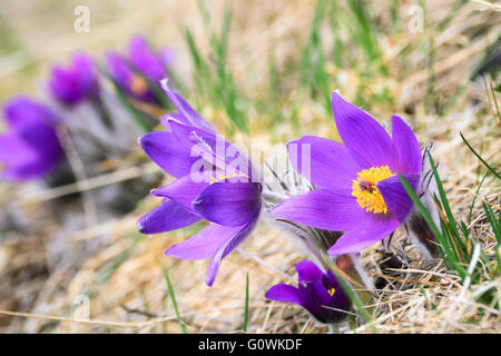 Krokusse auf einer Bergwiese in der hohen Tatra, Slowakei Stockfoto