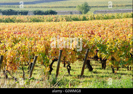 Weinberg auf Herbstsaison in Burgund in der Nähe von Beaune, Frankreich, Europa Stockfoto