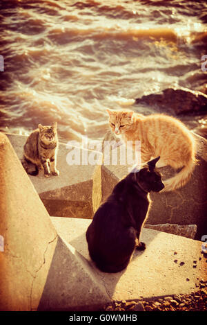 Gruppe von Obdachlosen Wildkatzen sitzen am Hafen mit Steinen Wasser Ozeanküste, Sommerurlaub. Stockfoto