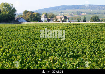 Meursault, Frankreich - 3. Oktober 2015. Weinberg in der Côte-d ' or, Region Burgund in Ostfrankreich. Beaune, Frankreich, Europa Stockfoto