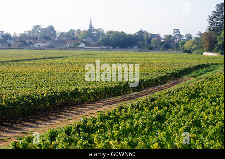 Meursault, Frankreich - 3. Oktober 2015. Weinberg in der Côte-d ' or, Region Burgund in Ostfrankreich. Beaune, Frankreich, Europa Stockfoto