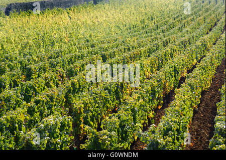 Weingut in Burgund in der Nähe von Beaune, Frankreich, Europa Stockfoto