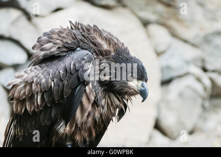 Porträt von einem schönen goldenen Adler in einem Höhenplan Stockfoto