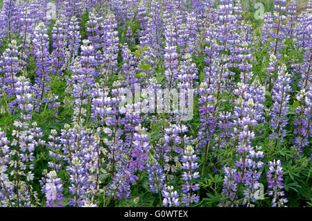 Lila Arktis Lupine oder Lupinen Blumen Lupinus Arcticus in Vancouver, British Columbia, Kanada Stockfoto