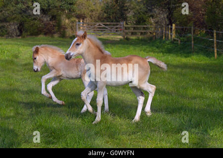 Haflinger-Fohlen laufen auf Wiese Stockfoto