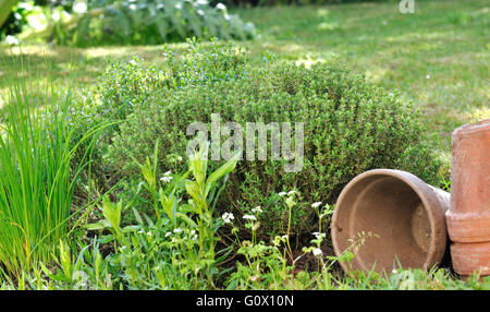 aromatische Kräuter mit Töpfen im Garten Stockfoto