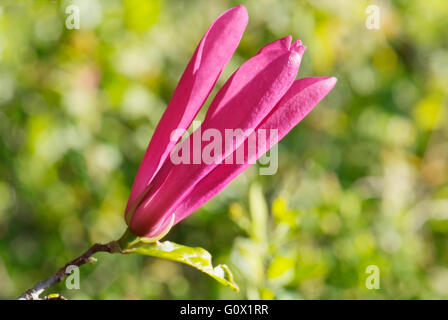 Magnolia Blumen auf die Unschärfe Frühling grünen Hintergrund Stockfoto