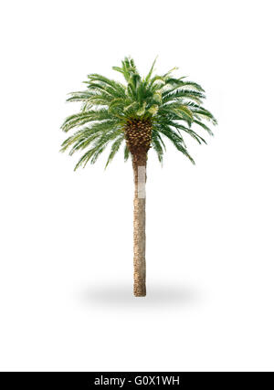 Palme, isoliert auf weiss Stockfoto