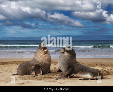 Seelöwen am Strand, Cannibal Bay, Neuseeland Stockfoto