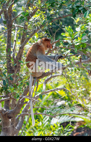 Der Nasenaffe, Nasalis Larvatus oder Langnasen-Affe, bekannt als die Bekantan. Stockfoto