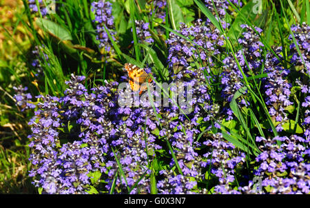 Glechoma Hederacea (Nepeta Glechoma, Nepeta Hederacea) ist eine aromatische, mehrjährige, immergrüne Kletterpflanzen von der Familie der Lippenblütler Lamiaceae. Es ist allgemein bekannt als Boden-Efeu, Gill-Over-the-Ground, Creeping Charlie, Blüte, Sprosse, Catsfoot, Feld-Balsam und run-away-Robin. Es hat zahlreiche medizinische Verwendungen und dient als grüner Salat in vielen Ländern. Europäische Siedler trug es auf der ganzen Welt, und es ist eine gut etablierte eingeführt und eingebürgerte Pflanze in einer Vielzahl von Ortschaften geworden. Stockfoto