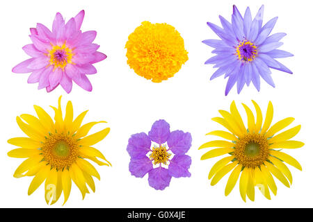 Lotus, Sonnenblume, Ringelblume, Lagerstroemia Loudoni, verschiedene Blumen isoliert mit Beschneidungspfad Stockfoto
