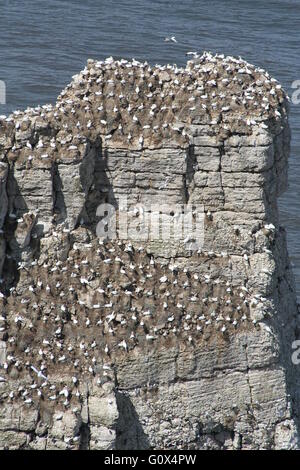 Basstölpel nisten in geordneter Weise auf freiliegenden Klippen in Yorkshire. Stockfoto